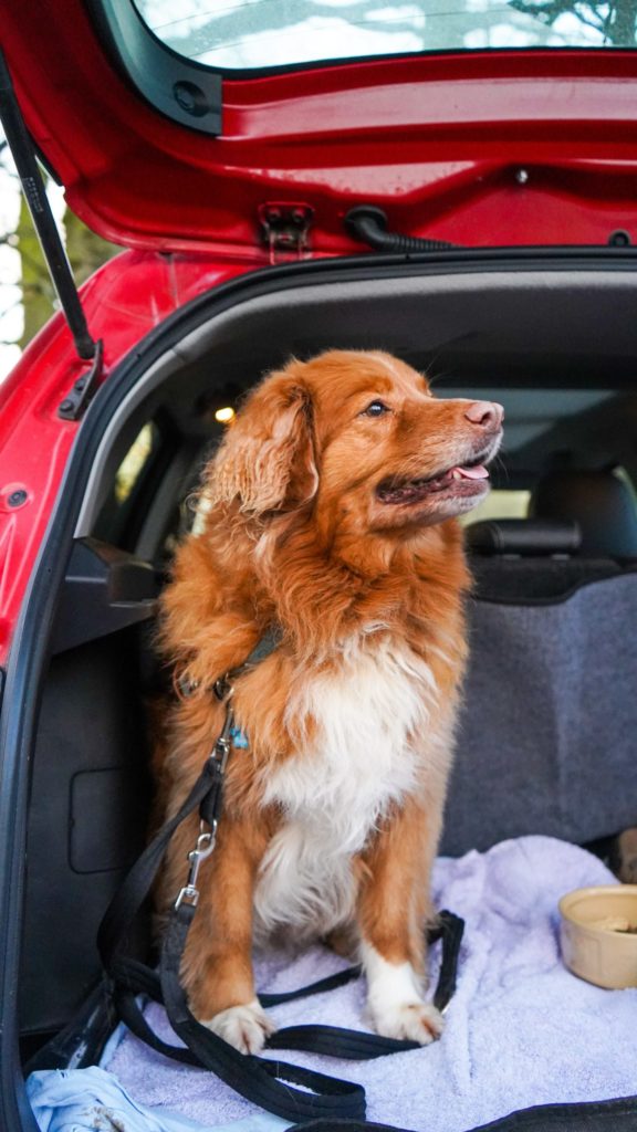 a dog sitting in a car