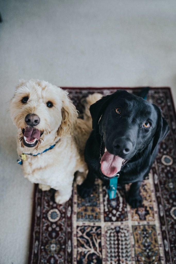 a couple of dogs sitting on a couch